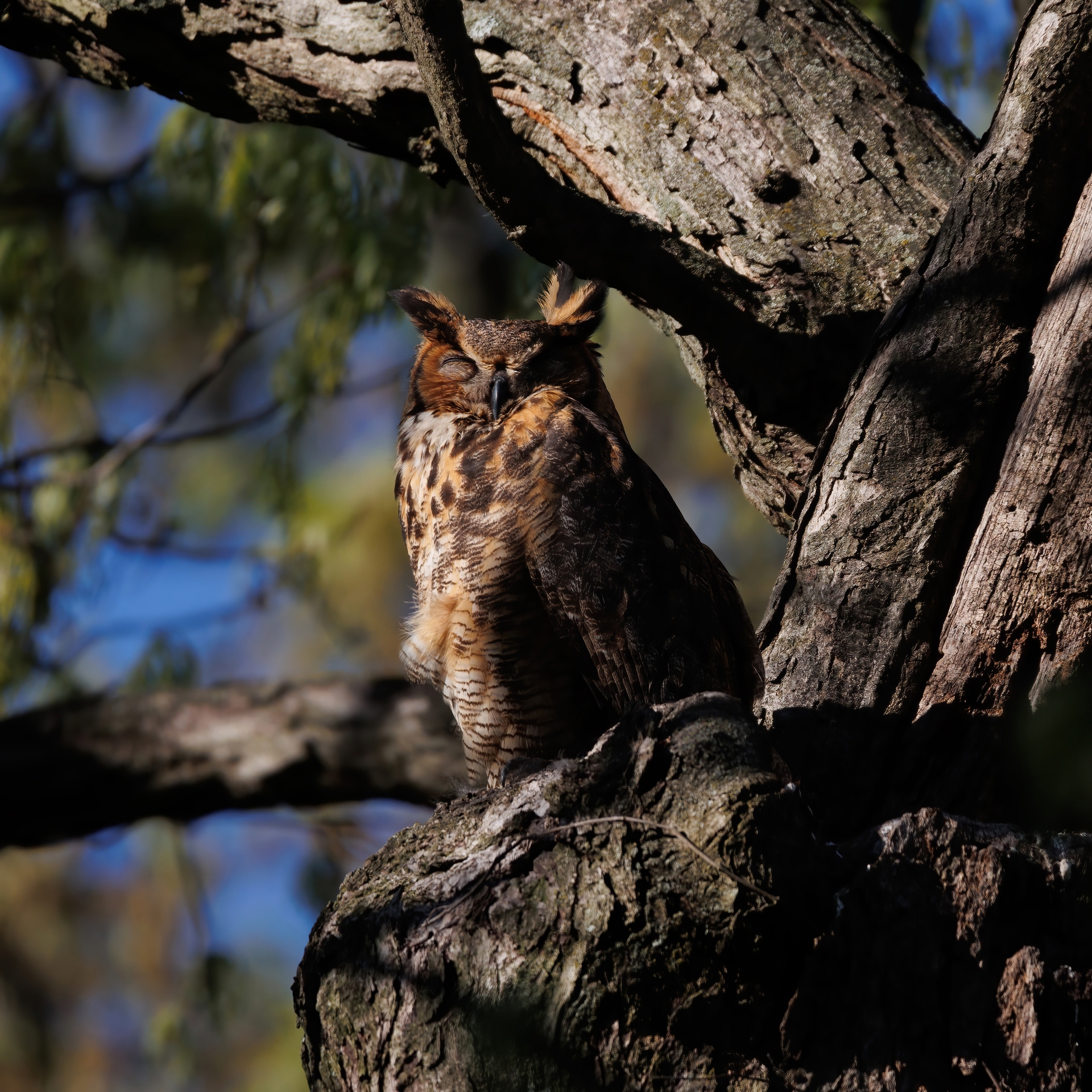 Owl Momma