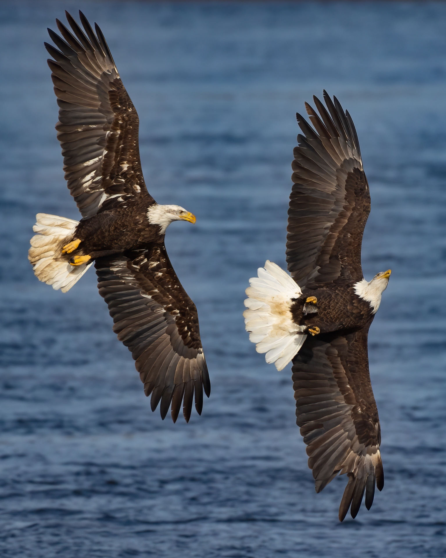 Thrill Of The Chase