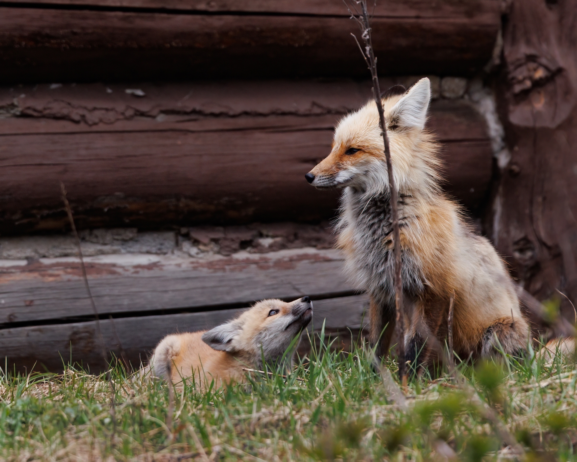 Fox Mom