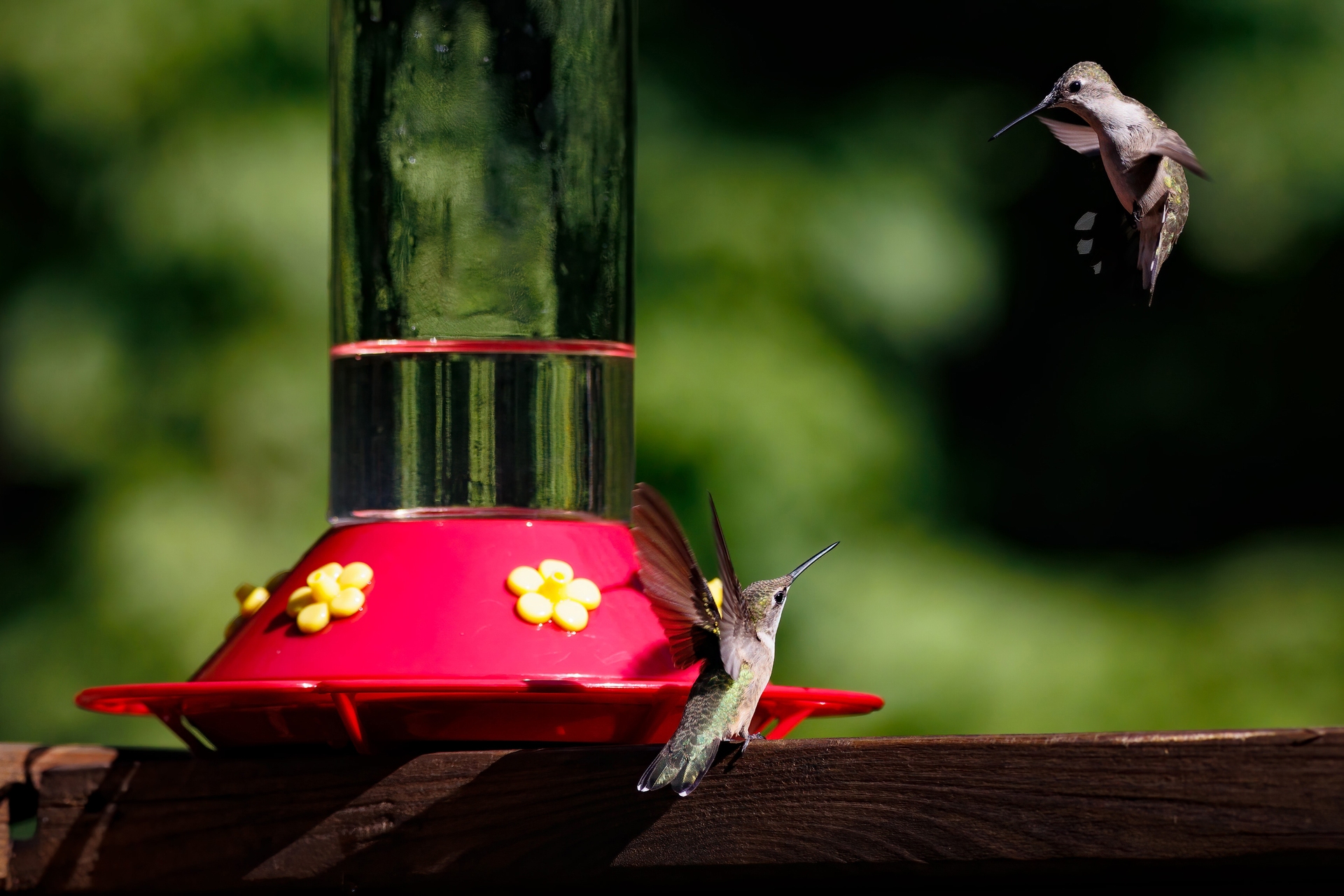 Hummingbirds Dance