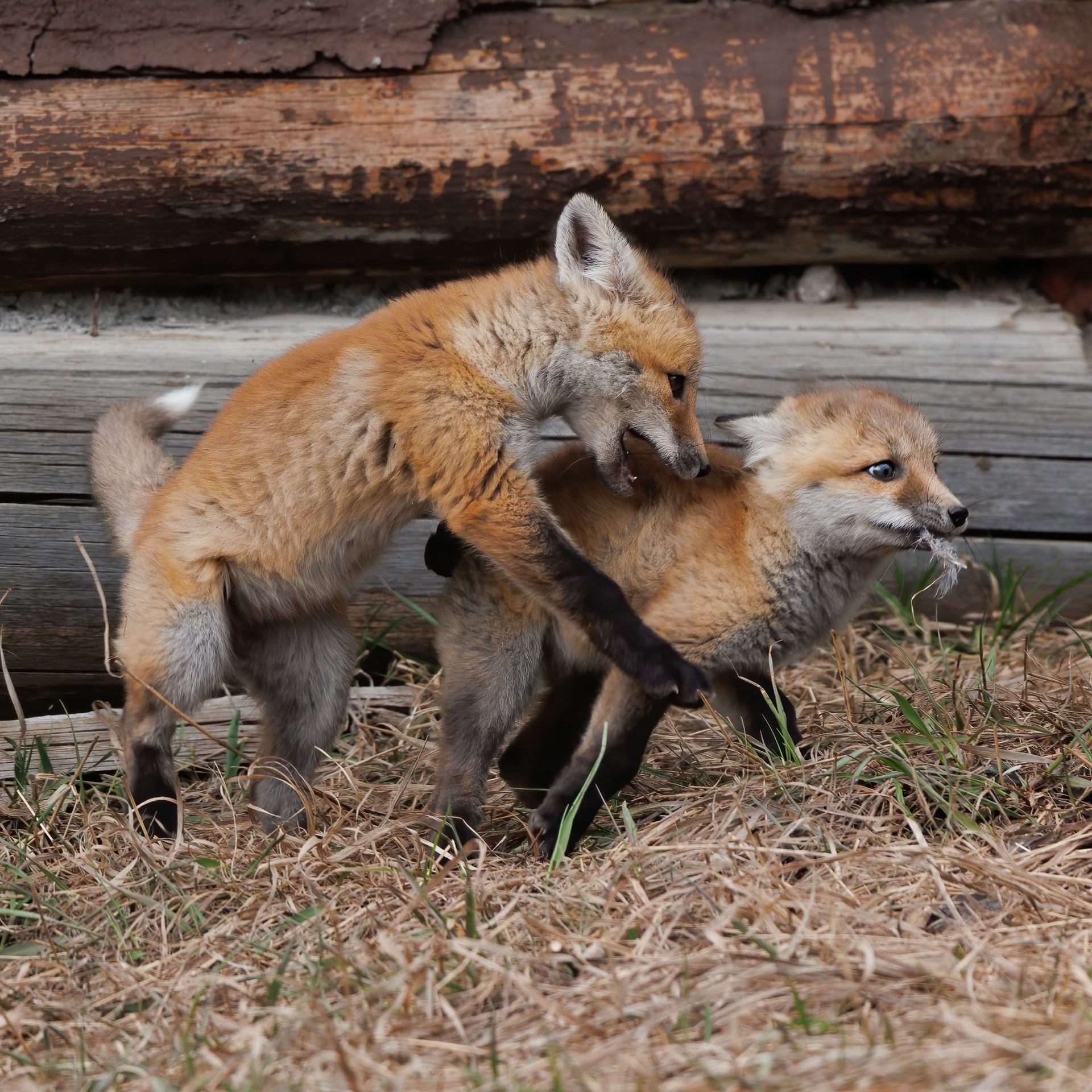 Sibling Rivalry
