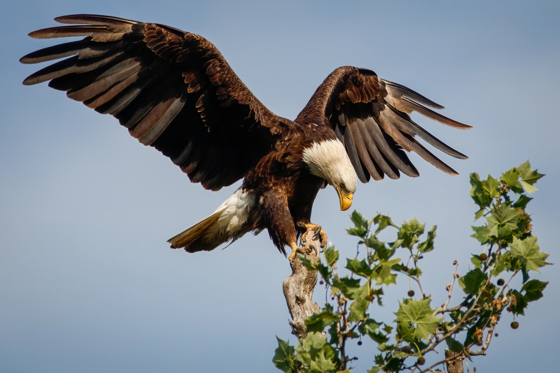 Perfect Landing