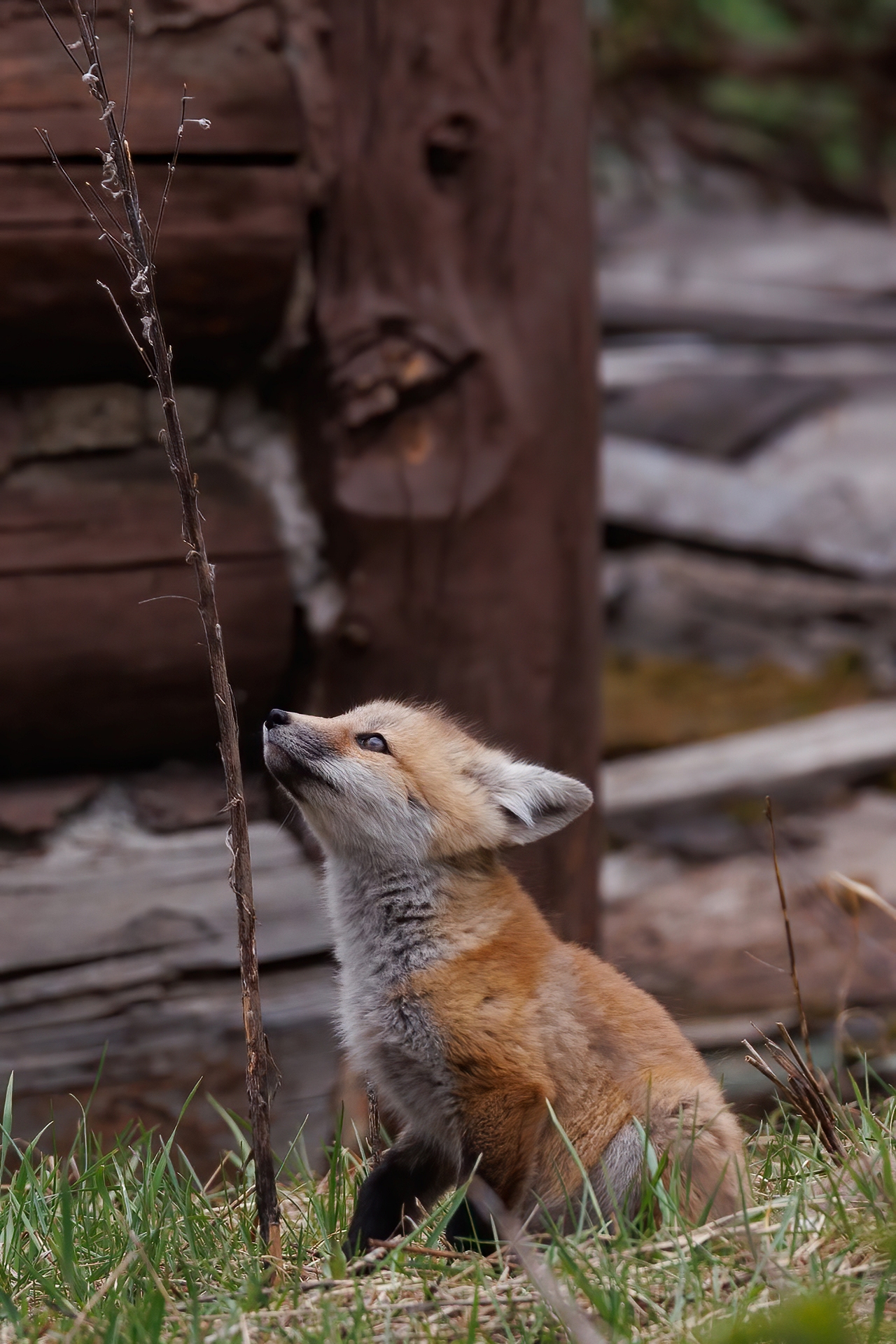 Fox Kit