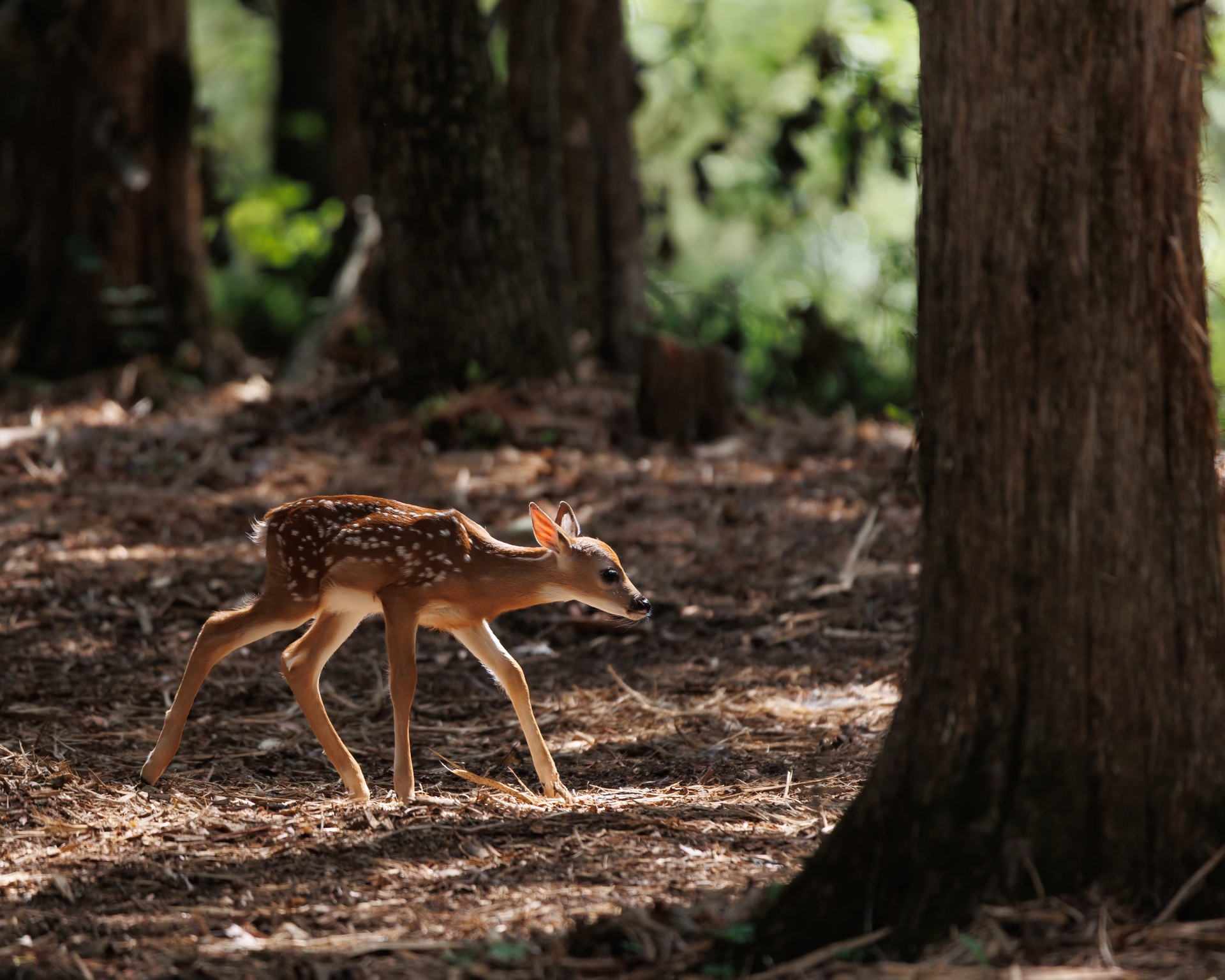 Bambi 5