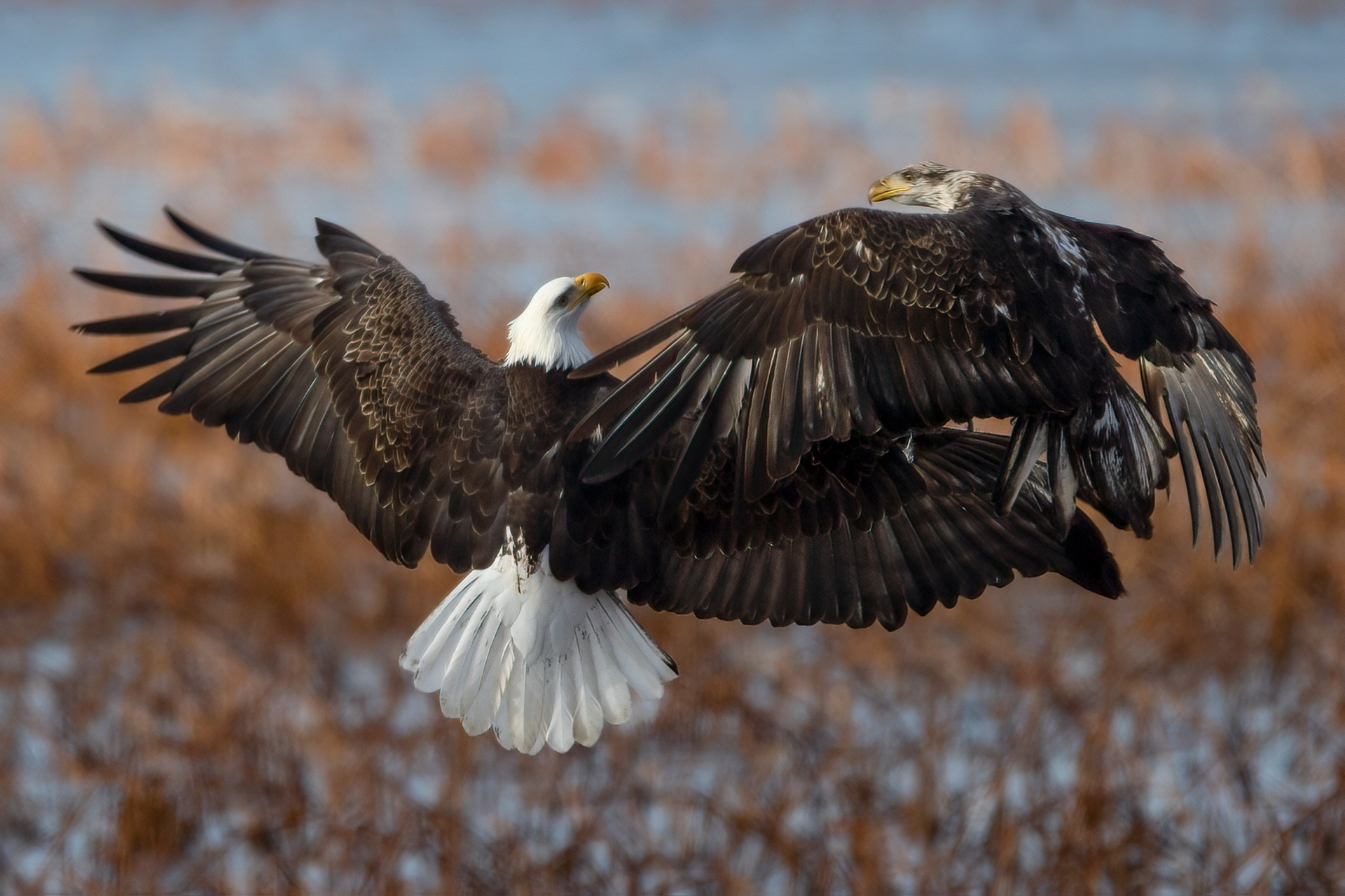 Majestic Dance