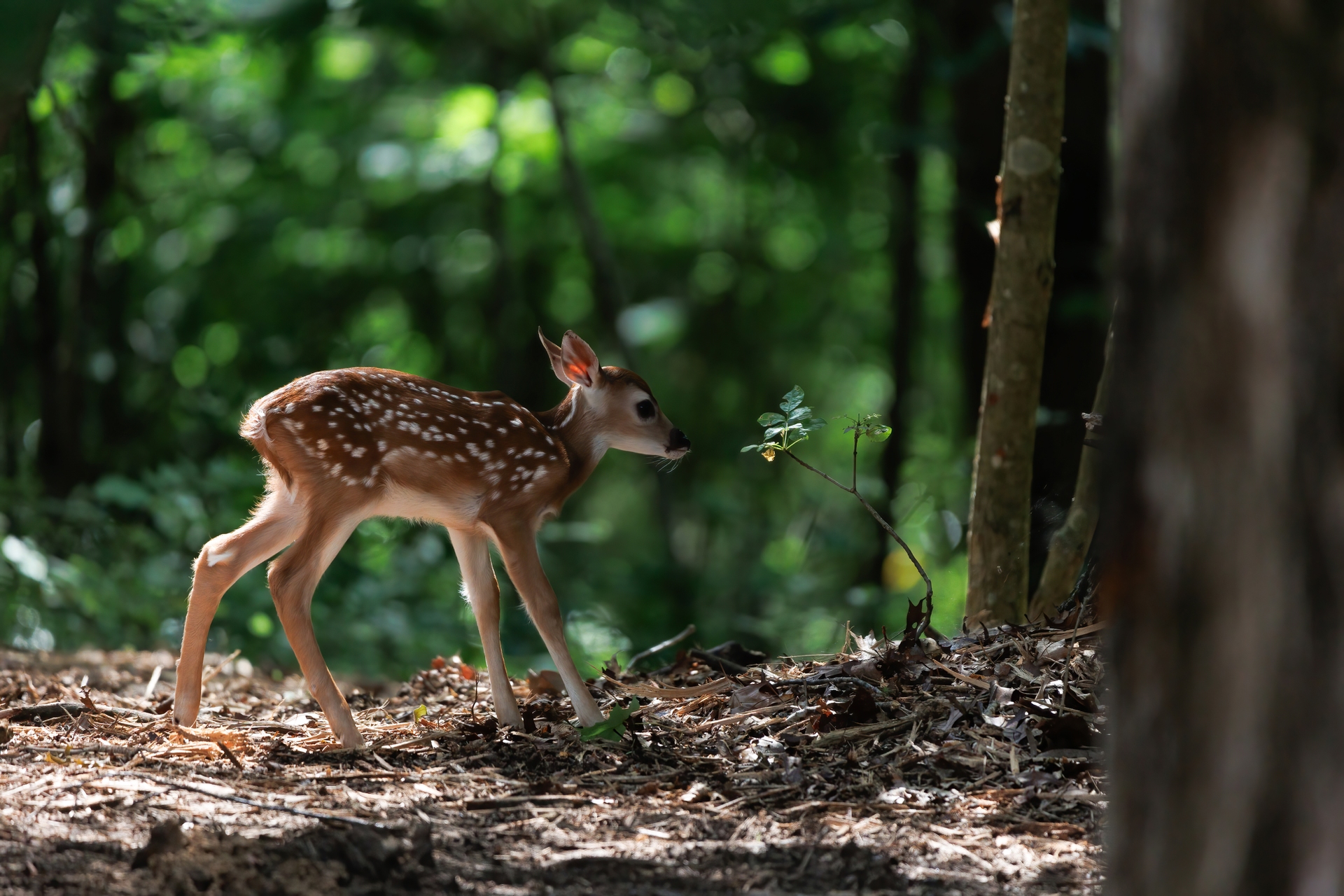 Bambi 7